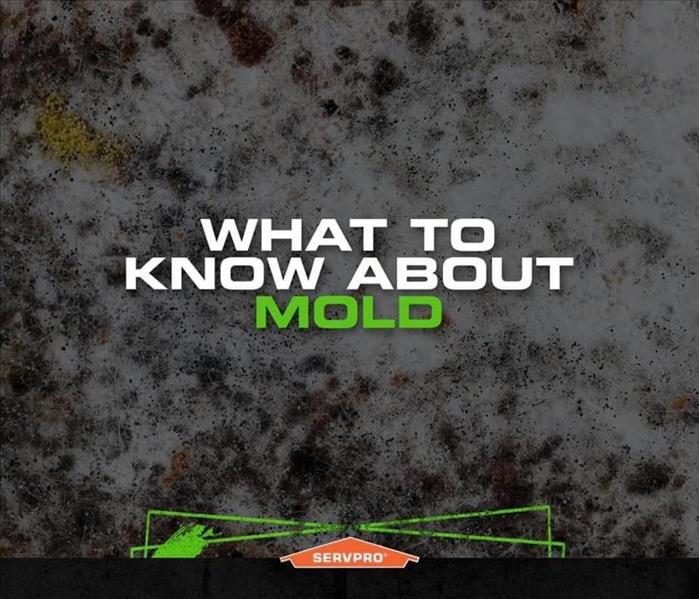 The words "what to know about mold" are shown with an orange SERVPRO logo