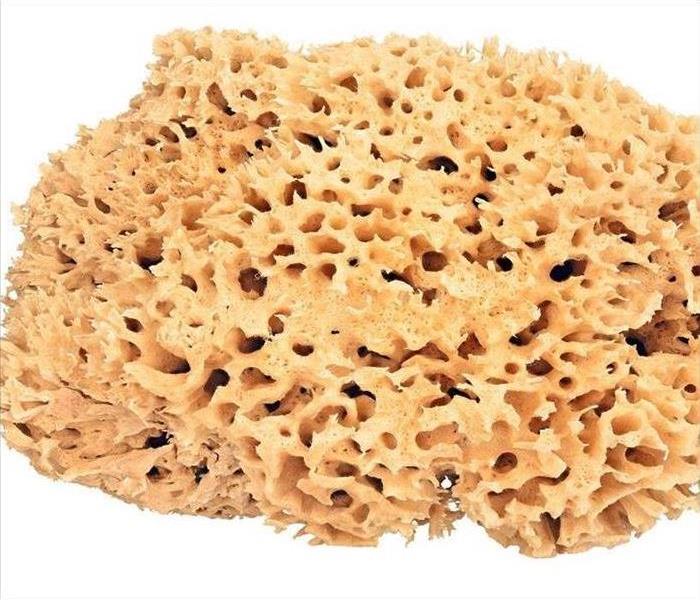 A natural sponge is shown 